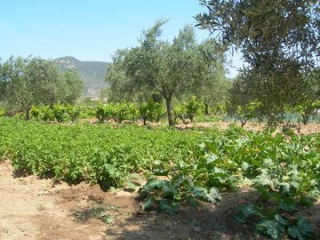 agriturismo in sardinie - Guthiddai in Oliena (20)